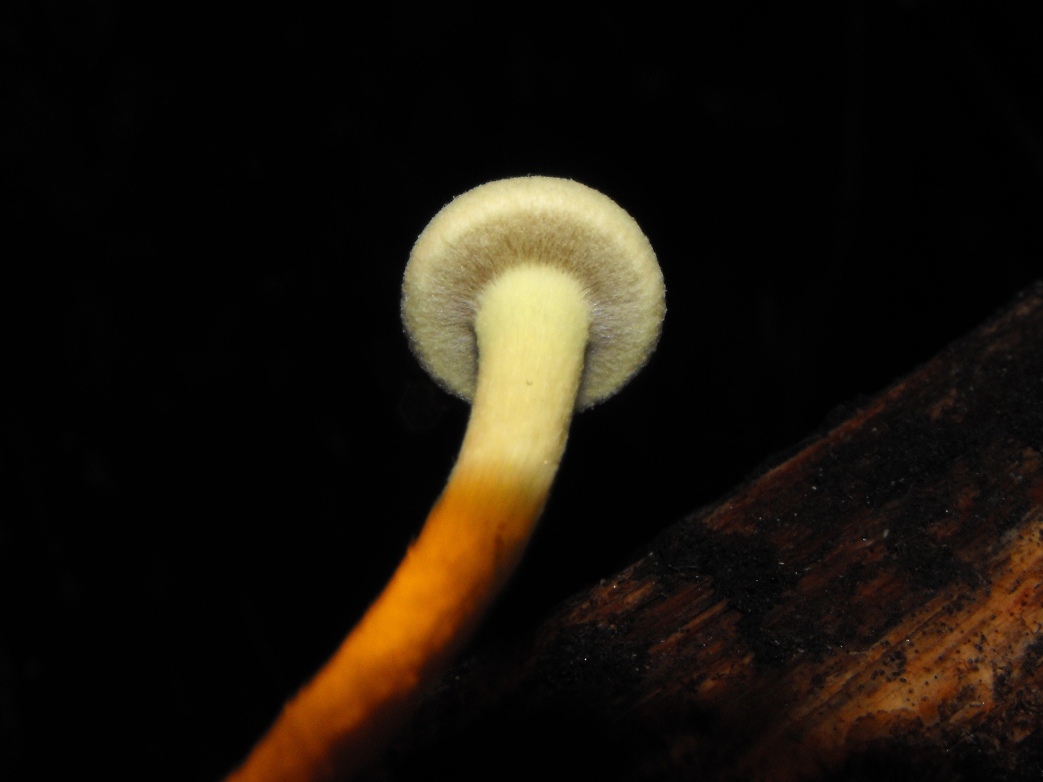 Miniera di Gambatesa 45